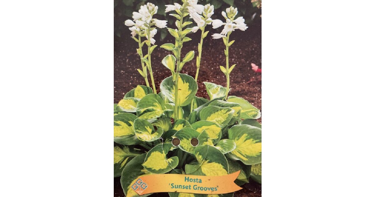 Hosta Sunset Grooves za 4,50
